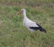 White stork (ciconia ciconia,) Serengeti